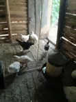 Broiler Chickens - 4 Weeks Old - 5