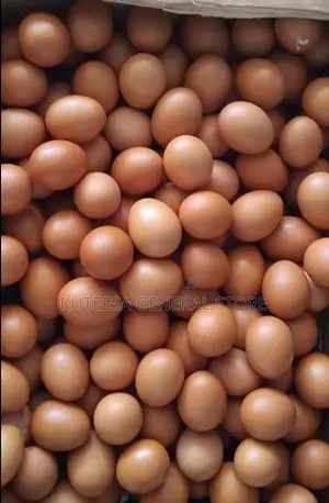 Chicken Eggs - Good Quality