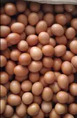 Chicken Eggs - Good Quality - 1