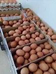 Chicken Eggs - Good Quality - 2