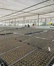 Black Plastic Seedling Tray - 50 Cells - 2