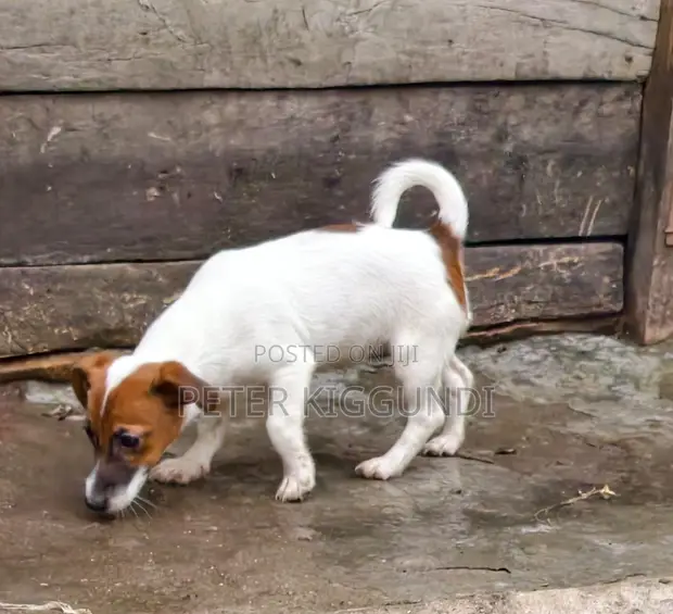 Purebred Jack Russell Terrier Puppy (1-3 Months, Male) - 1