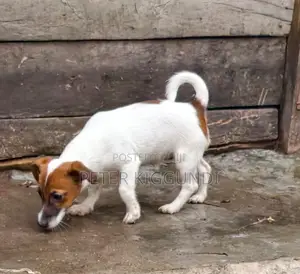 Purebred Jack Russell Terrier Puppy (1-3 Months, Male)