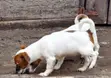 Purebred Jack Russell Terrier Puppy (1-3 Months, Male) - 2