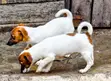 Purebred Jack Russell Terrier Puppy (1-3 Months, Male) - 3