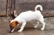Purebred Jack Russell Terrier Puppy (1-3 Months, Male) - 4