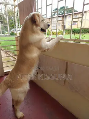 Female Purebred Golden Retriever Puppy (1-3 Months)