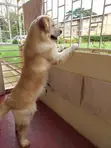 Female Purebred Golden Retriever Puppy (1-3 Months) - 1