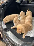 Female Purebred Golden Retriever Puppy (1-3 Months) - 2