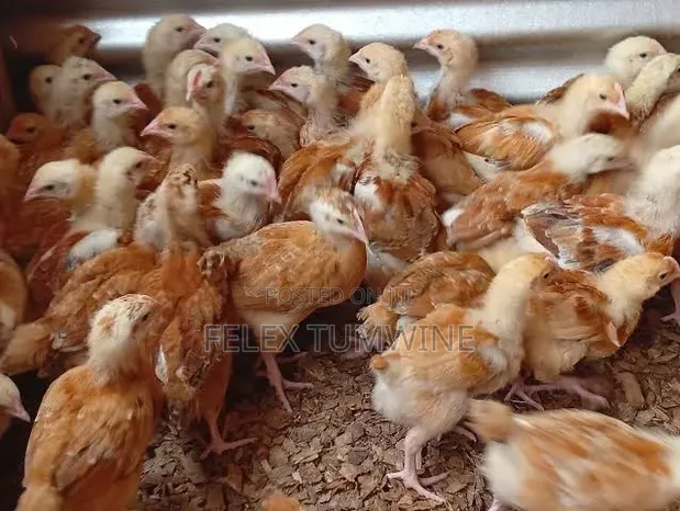 1 Month Old Sasso Birds - 1