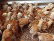 1 Month Old Sasso Birds - 1