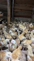 1 Month Old Sasso Birds - 2