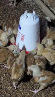 1 Month Old Sasso Birds - 4