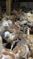 1 Month Old Sasso Birds - 5