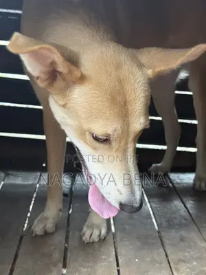 Male Mixed Breed Dog, 6-12 Months
