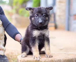 Female German Shepherd Puppy, 1-3 Months