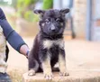 Female German Shepherd Puppy, 1-3 Months - 1