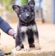 Female German Shepherd Puppy, 1-3 Months - 2