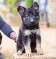 Female German Shepherd Puppy, 1-3 Months - 3