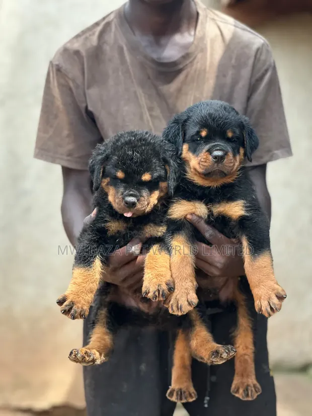 Purebred Rottweiler Puppy - 1-3 Months - 1