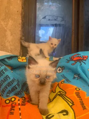 Male Purebred Ragdoll Kitten (1-3 Months)