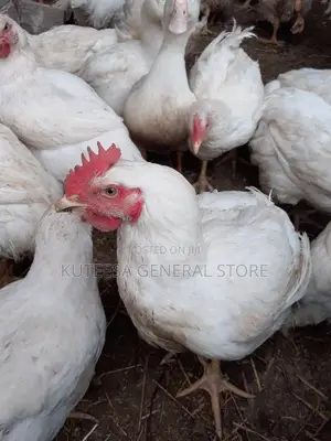 Broiler and Cockerel Chickens