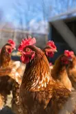 Broiler and Cockerel Chickens - 2