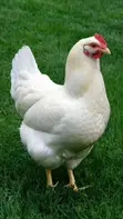 Broiler and Cockerel Chickens - 3