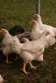 Broiler and Cockerel Chickens - 4