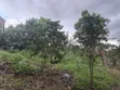 7 Acres Free Land with Title in Kira - 2
