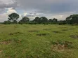 Commercial Land for Sale - 56 Acres, Kyenjojo - 2