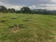 Commercial Land for Sale - 56 Acres, Kyenjojo - 3