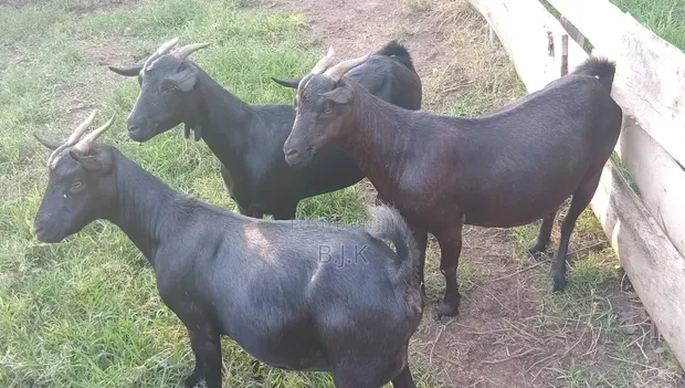 Mubende Goat - 3 Mothers - 1