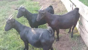 Mubende Goat - 3 Mothers