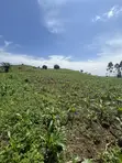 12 Acres Farmland with Ready Mailo Title in Luwero - 2
