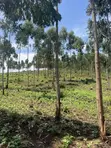12 Acres Farmland with Ready Mailo Title in Luwero - 3