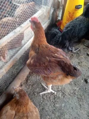 Kuroiler Chickens - Iganga