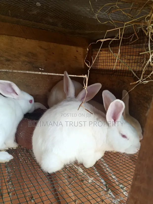 New Zealand White Rabbits - 1