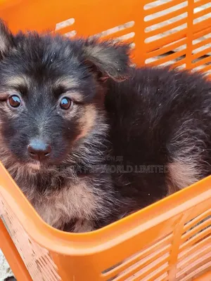 1-3 Month Female Purebred German Shepherd Puppy