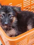 1-3 Month Female Purebred German Shepherd Puppy - 1