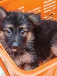 1-3 Month Female Purebred German Shepherd Puppy - 2