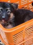 1-3 Month Female Purebred German Shepherd Puppy - 3