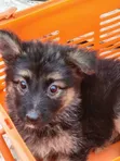 1-3 Month Female Purebred German Shepherd Puppy - 4