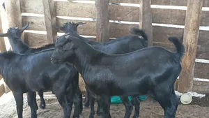 Mubende Goat Bucks for Sale