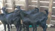 Mubende Goat Bucks for Sale - 1