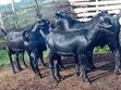 Mubende Goat Bucks for Sale - 2