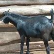 Mubende Goat Bucks for Sale - 3