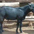 Mubende Goat Bucks for Sale - 4