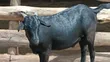 Mubende Goat Bucks for Sale - 5