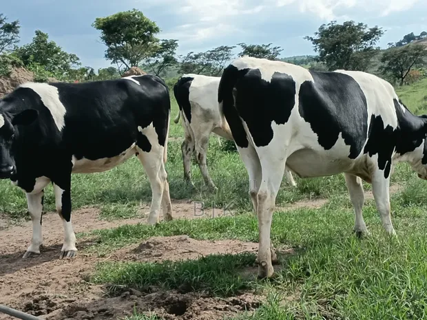 Friesian Cross Incalf & Heifer Cows - 1